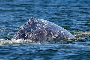 grey whale close to whalewatching boat in magdalena bay baja california photo