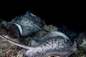 giant blackparsnip stingray fish during night dive photo