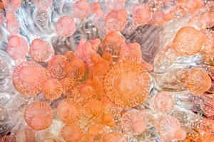 detalle de tentáculos de anémona rosa y naranja foto
