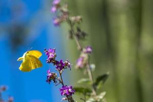 yellow butterfly in california desert photo