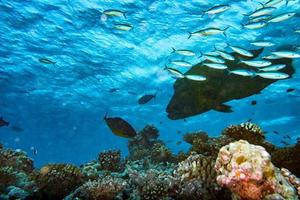 Napoleon fish underwater portrait close up in Maldives photo