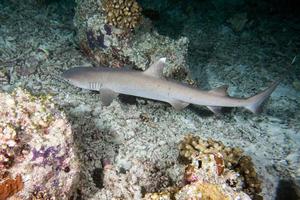 White tip Shark at night dive photo