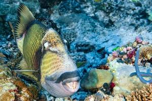 titan trigger fish in Maldives close up portrait photo