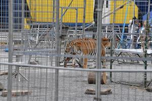 circus caged tiger photo