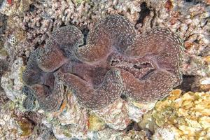 brown giant clam close up portrait photo