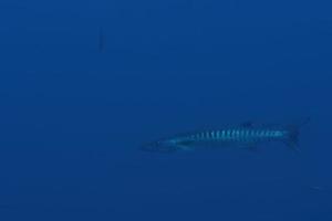 barracuda aislada en azul bajo el agua mientras bucea maldivas foto