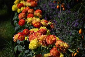 Farmed colorful outdoor flowers field photo