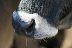 cow wet nose close up detail photo