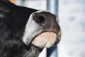 Primer plano de la nariz mojada de la vaca foto