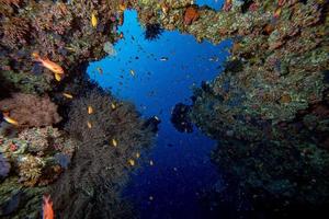 maldivas corales casa para peces