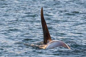 Orca killer whale inside Genoa Habor in mediterranean sea photo