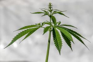 legal marjuana plant close up photo
