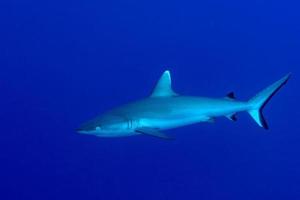 young Grey shark ready to attack underwater in the blue photo