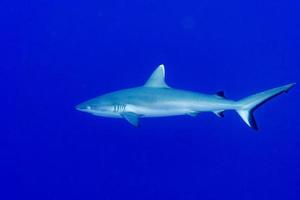 young Grey shark ready to attack underwater in the blue photo