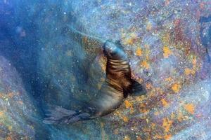 mueve el efecto de giro en la cámara con una foca de león marino bajo el agua mientras buceas en Galápagos foto