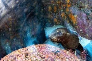 mueve el efecto de giro en la cámara con una foca de león marino bajo el agua mientras buceas en Galápagos foto