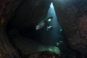cachorro león marino bajo el agua viniendo hacia ti foto