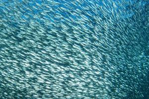 banco de sardinas de peces bajo el agua de cerca foto