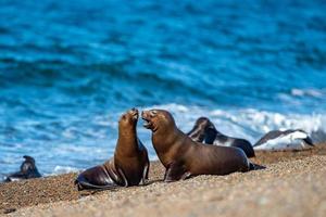 roaring sea lion seal on the beach close up portrait photo