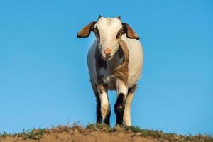 Goat at the beach at sunset in Indonesia photo