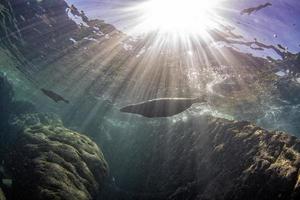 foca de león marino bajo el agua mientras bucea en galápagos foto