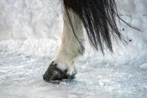 horse hoof on snow detail photo