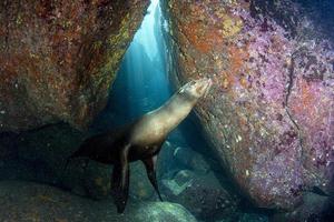 sea lion seal underwater photo