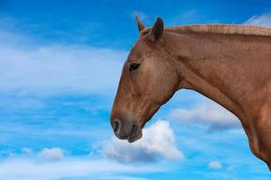 horse in Argentina on sky background photo