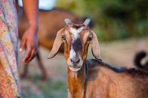 Goat at the beach at sunset in Indonesia photo