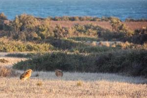 liebre parada en la hierba y mirándote foto