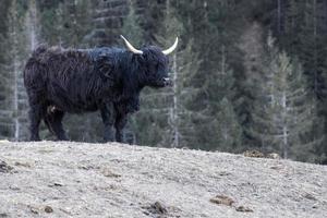 montañés escocia vaca peluda nariz congelada foto