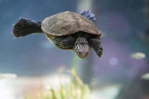 diamondback terrapin turtle swimming underwater close up photo