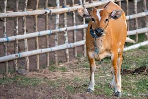 Veal portrait while looking at you covered by fly photo