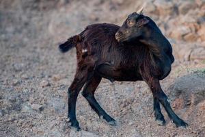 Goat at the beach at sunset in Indonesia photo