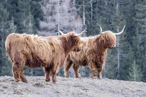 montañés escocia vaca peluda nariz congelada foto