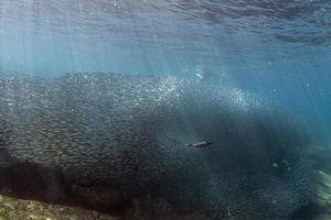 cormorant while fishing underwater in bait ball photo