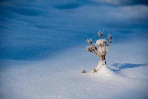 frozen plant covered by snow in mountain photo