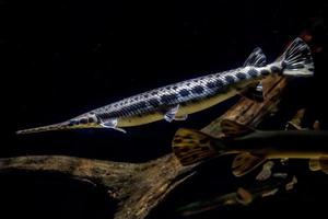 Alligator gar fish underwater close up macro photo