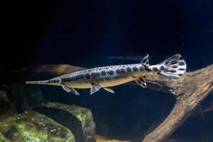 Alligator gar fish underwater close up macro photo