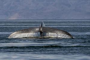 blue whale in loreto baja california endangered biggest animal in the world photo