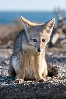 grey fox relaxing on the beach photo