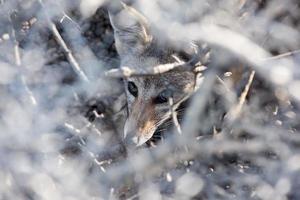 grey fox relaxing on the beach photo