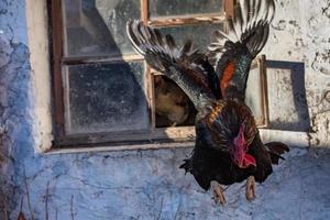 cock flying from a window photo