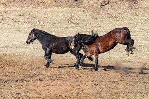 happy horse running and kicking photo