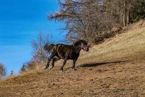 happy horse running and kicking photo