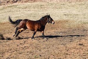 happy horse running and kicking photo