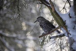 starling bird winter snow background photo