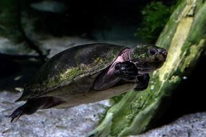 big head sideneck turtle underwater close up photo