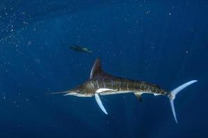 marlín rayado y caza de leones marinos en bola de cebo de sardina en el océano pacífico foto