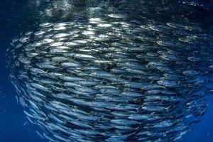 sardine school of fish underwater photo